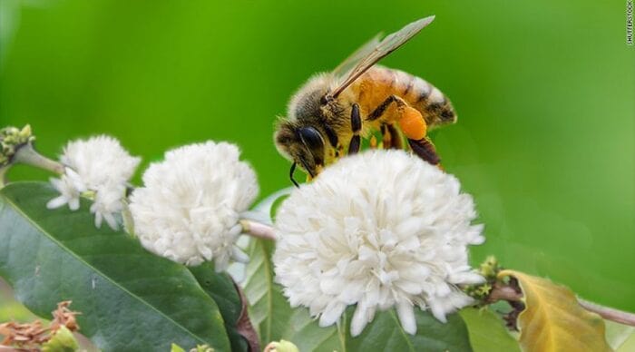 cách làm mật ong hoa cà phê